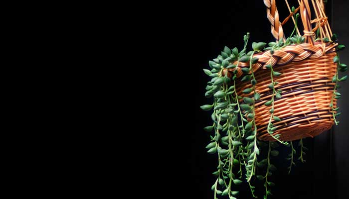 珍珠吊兰的养殖方法和注意事项 珍珠吊兰的养殖方法