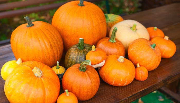 南瓜2.jpg 南瓜2.jpg