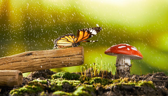 蝴蝶17.jpg 蝴蝶17.jpg