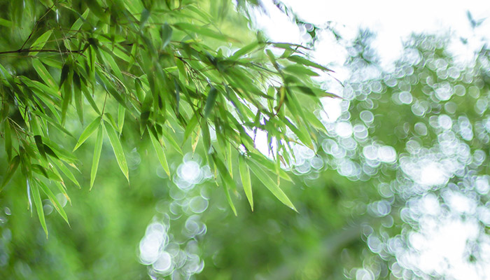 竹子21.jpg 竹子21.jpg