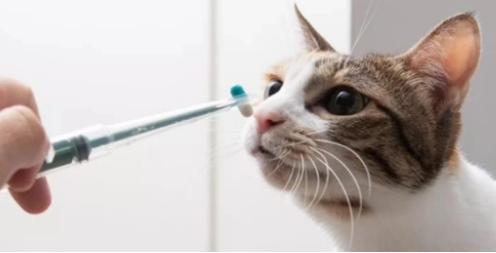 4斤猫吃阿莫西林剂量?猫吃阿莫西林的注意事项及副作用 4斤猫吃阿莫西林剂量?猫吃阿莫西林的注意事项及副作用