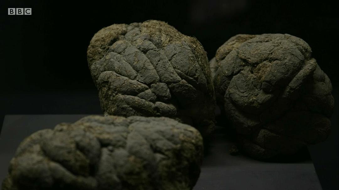 流浪者:追随布鲁斯·查特文的脚步(2019)的剧照 流浪者:追随布鲁斯·查特文的脚步(2019)的剧照