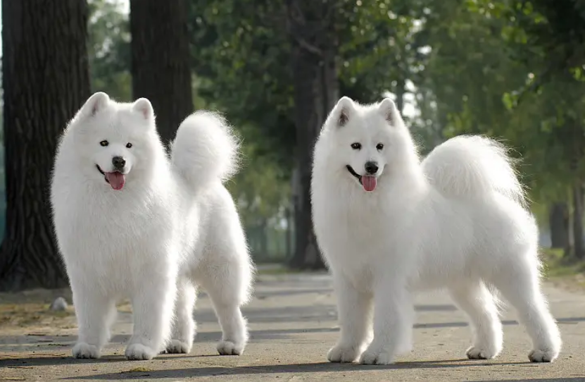 6个月萨摩耶正常体重是多少? 6个月萨摩耶正常体重是多少?