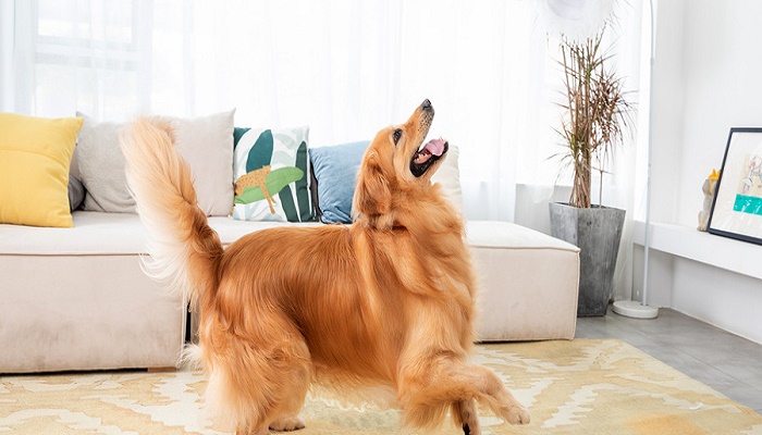 小狗一直拉稀怎么办