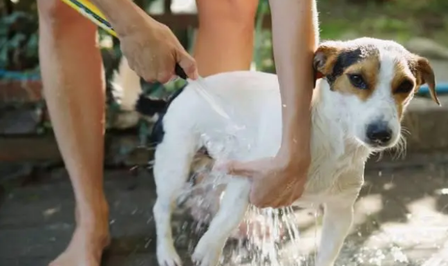 5个给狗狗洗澡的步骤,你都做到位了吗? 5个给狗狗洗澡的步骤,你都做到位了吗?