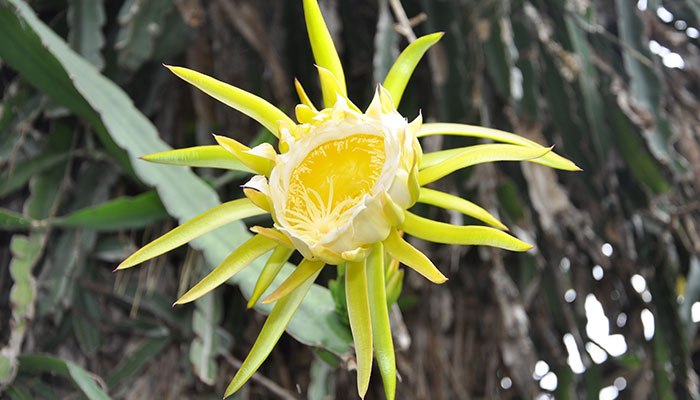 龙骨花怎么修剪 龙骨花的修剪方法