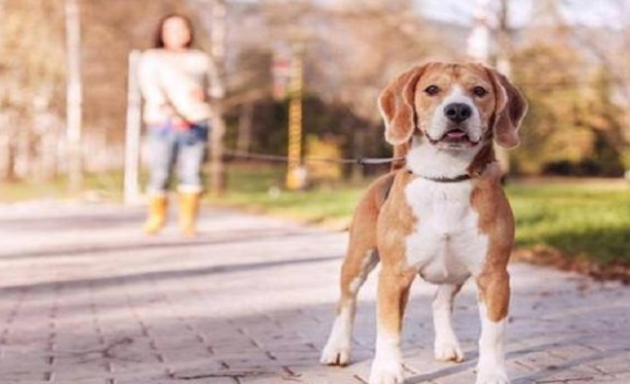 5种不正确的遛狗方法,千万别做,对狗狗有损害! 5种不正确的遛狗方法,千万别做,对狗狗有损害!