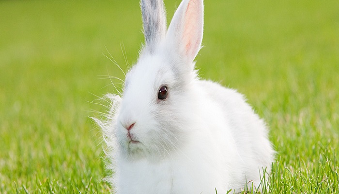 道奇侏儒兔能长多大