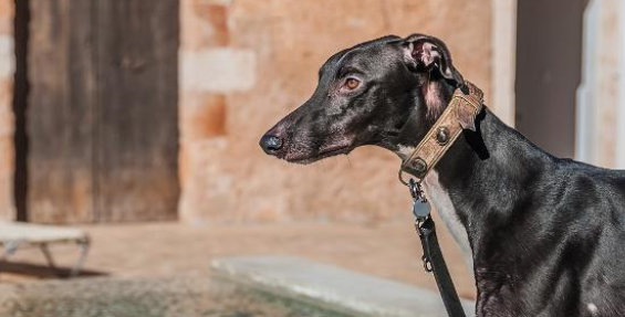 6种狗项圈介绍!以及3个让狗狗习惯戴项圈的方法 6种狗项圈介绍!以及3个让狗狗习惯戴项圈的方法