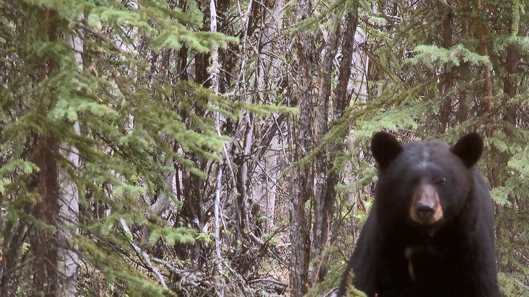 远离尘嚣——摆脱时间束缚的苏珊一家(2014)的剧照 远离尘嚣——摆脱时间束缚的苏珊一家(2014)的剧照