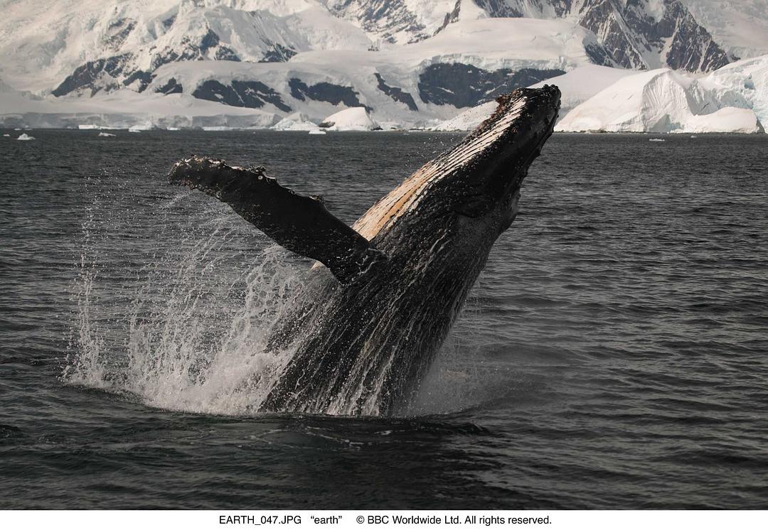 地球(2007)的剧照 地球(2007)的剧照