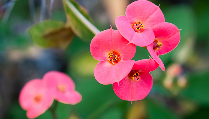 盆栽海棠怎么修剪 盆栽海棠如何修剪