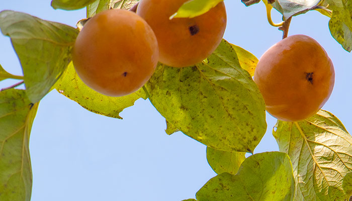 柿子树怎么修剪 柿子树的修剪方法