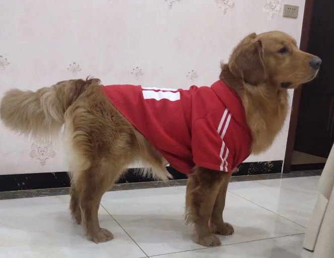 4个月的金毛腿罗圈了怎么办？这里有方法