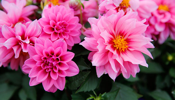 草本植物有哪些 草本植物的用途