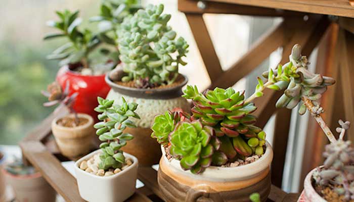 多肉植物怎么修剪 多肉植物的修剪方法