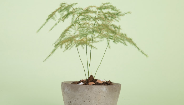 文竹叶子发黄怎么修剪 文竹叶子发黄的修剪方法