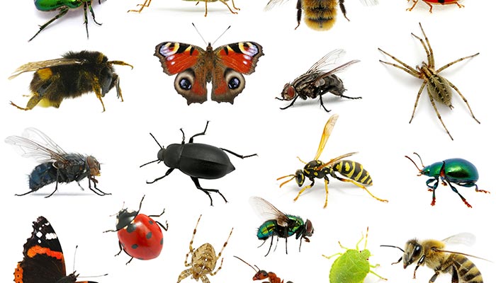 蚂蚁-17.jpg 蚂蚁-17.jpg