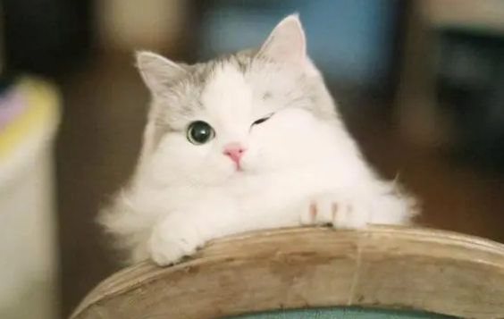 4斤猫吃阿莫西林剂量?怎样区分 4斤猫吃阿莫西林剂量?怎样区分