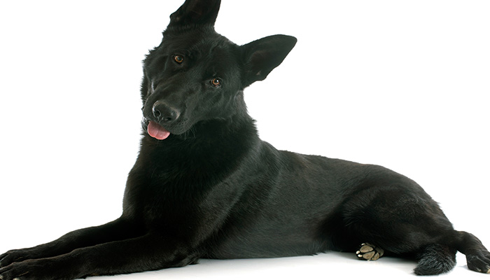 纯黑德牧是怎么回事