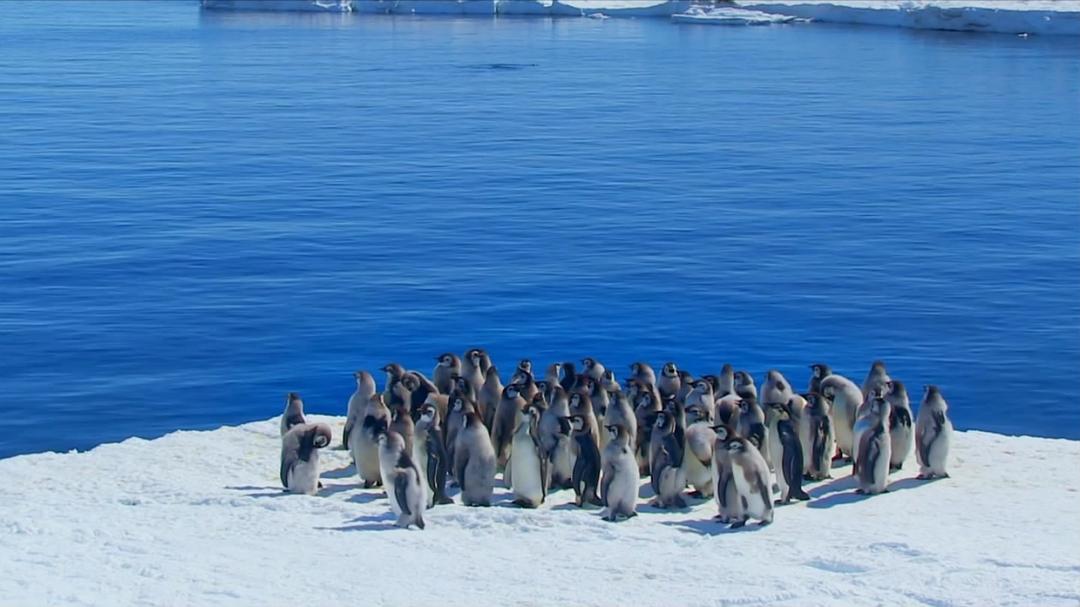 帝企鹅宝宝的生命轮回之旅(2015)的剧照 帝企鹅宝宝的生命轮回之旅(2015)的剧照