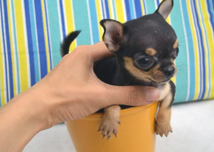 3种闹脾气会咬人的狗狗,来了解下~ 3种闹脾气会咬人的狗狗,来了解下~