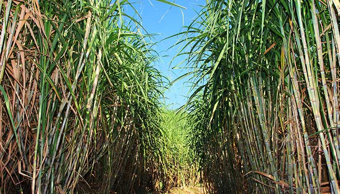 甘蔗31.jpg 甘蔗31.jpg