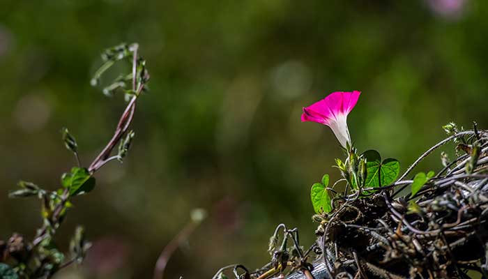 牵牛花的颜色有哪些 牵牛花有哪些颜色