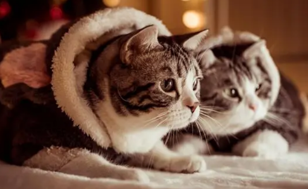 5000亿级的宠物市场,涨潮了 5000亿级的宠物市场,涨潮了