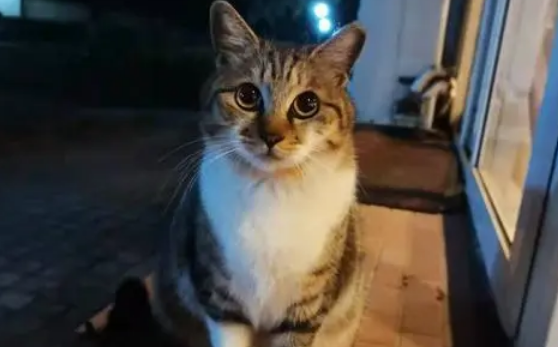 4岁的猫算老猫吗?一起来了解一下 4岁的猫算老猫吗?一起来了解一下