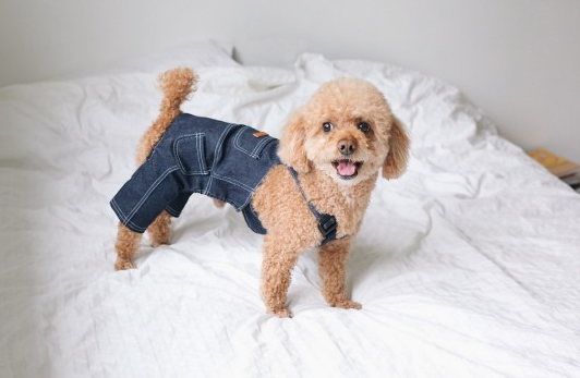 5个月泰迪体型对照来啦，快来对照一下吧