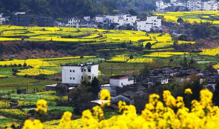 婺源油菜花2月底开了吗20232