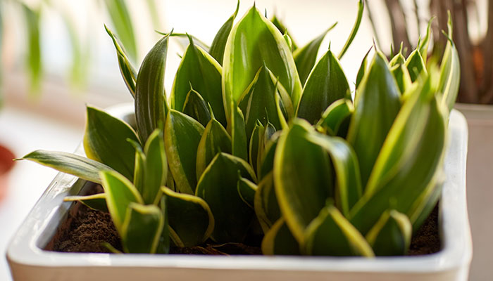 金边虎皮兰的养殖方法和注意事项 金边虎皮兰的养殖方法和注意事项有哪些