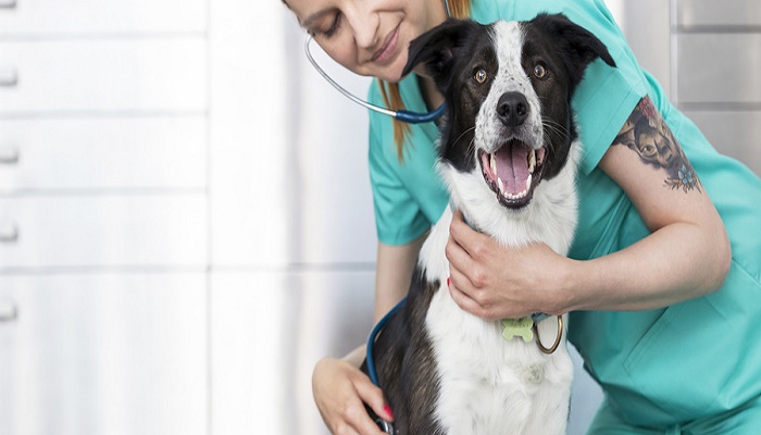 边境牧羊犬好养吗