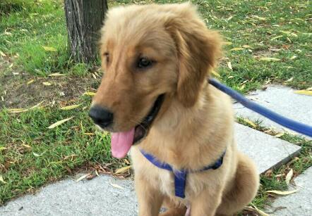 4个月的金毛腿罗圈了怎么办？这里有方法