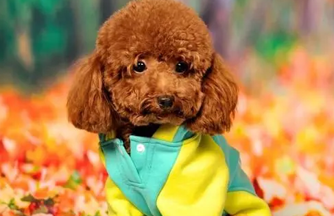 6岁的泰迪需不需要吃钙片 6岁的泰迪需不需要吃钙片