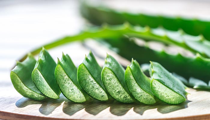 芦荟29.jpg 芦荟29.jpg