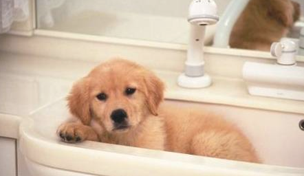 4种主要表现,表明狗狗对你有感觉! 4种主要表现,表明狗狗对你有感觉!