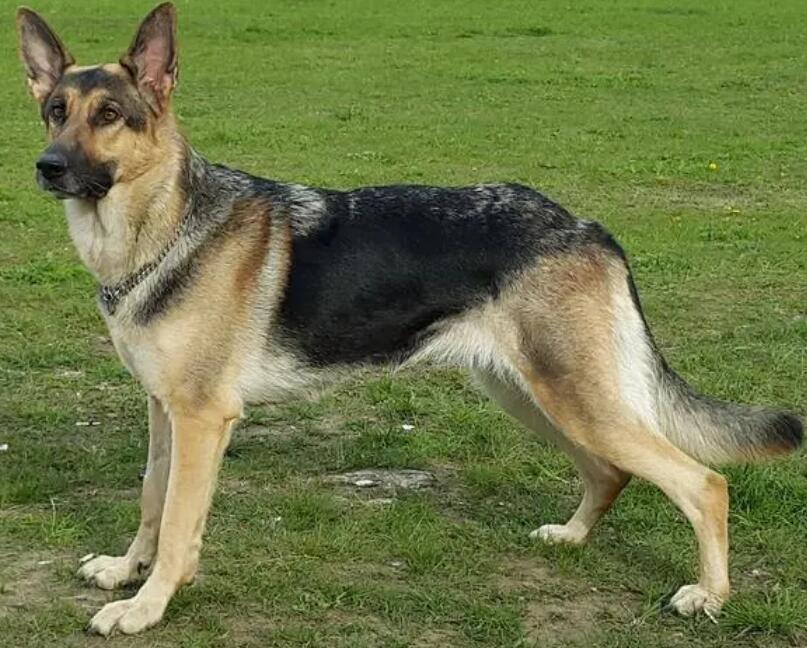 5种最好是训练的狗狗,德牧以内,第五种可以把你教的都记录下来 5种最好是训练的狗狗,德牧以内,第五种可以把你教的都记录下来