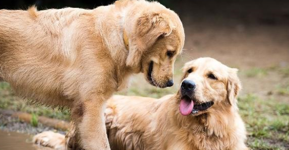 6种狗项圈介绍!以及3个让狗狗习惯戴项圈的方法 6种狗项圈介绍!以及3个让狗狗习惯戴项圈的方法