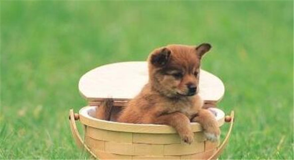 4种主要表现,表明狗狗对你有感觉! 4种主要表现,表明狗狗对你有感觉!