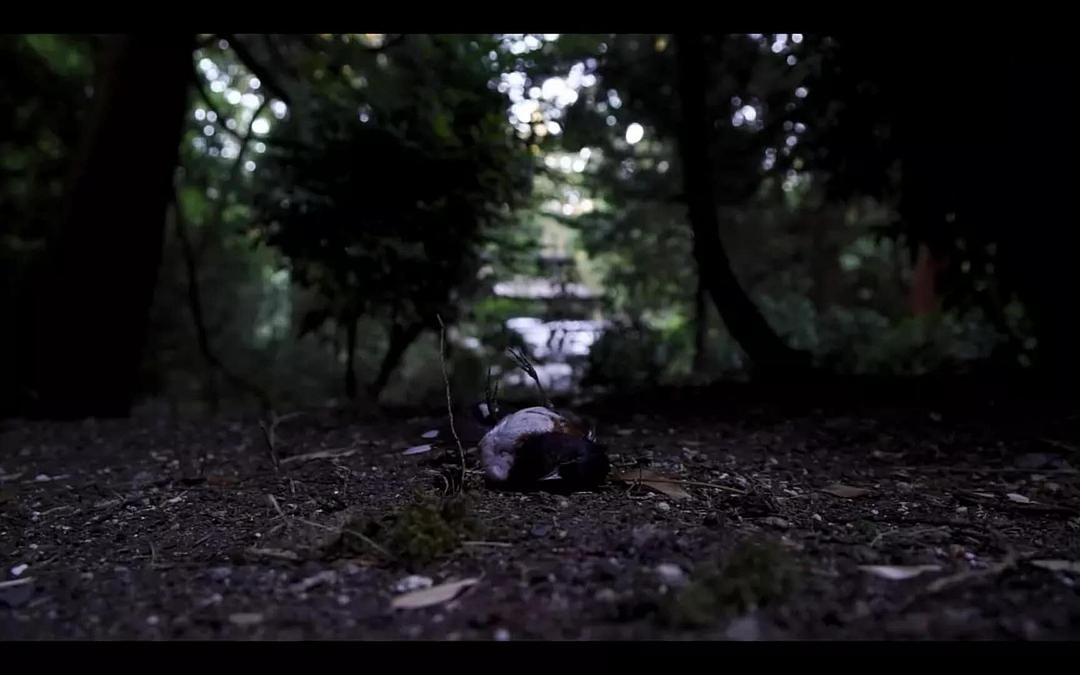 持摄像机的人(2016)的剧照 持摄像机的人(2016)的剧照