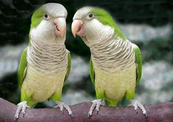 3个月大的和尚鹦鹉吃什么？不清楚的来这瞧瞧