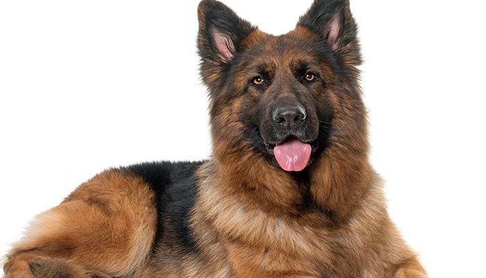 东德牧羊犬和西德牧羊犬的区别