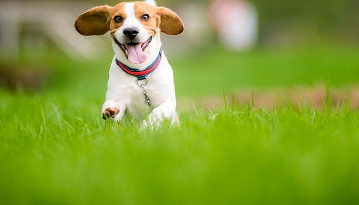 狗狗被卡到有什么症状