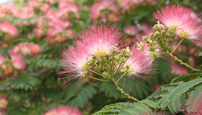 合欢花花语 合欢花花语是什么
