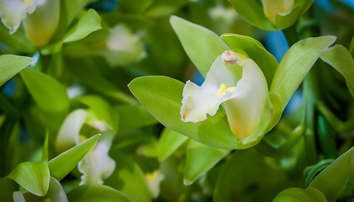 大花蕙兰的养殖方法和注意事项 大花蕙兰的养殖方法