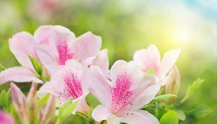 杜鹃花怎么养 杜鹃花的养殖方法