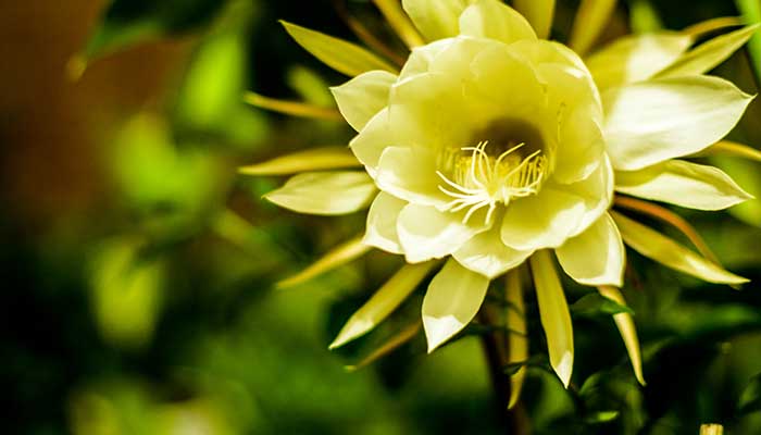 昙花的养殖方法和注意事项 昙花的养殖方法和注意事项有哪些