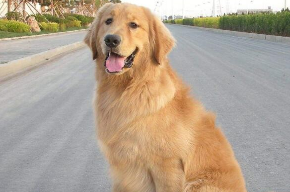 80斤的金毛正常吗?来一起看看吧 80斤的金毛正常吗?来一起看看吧